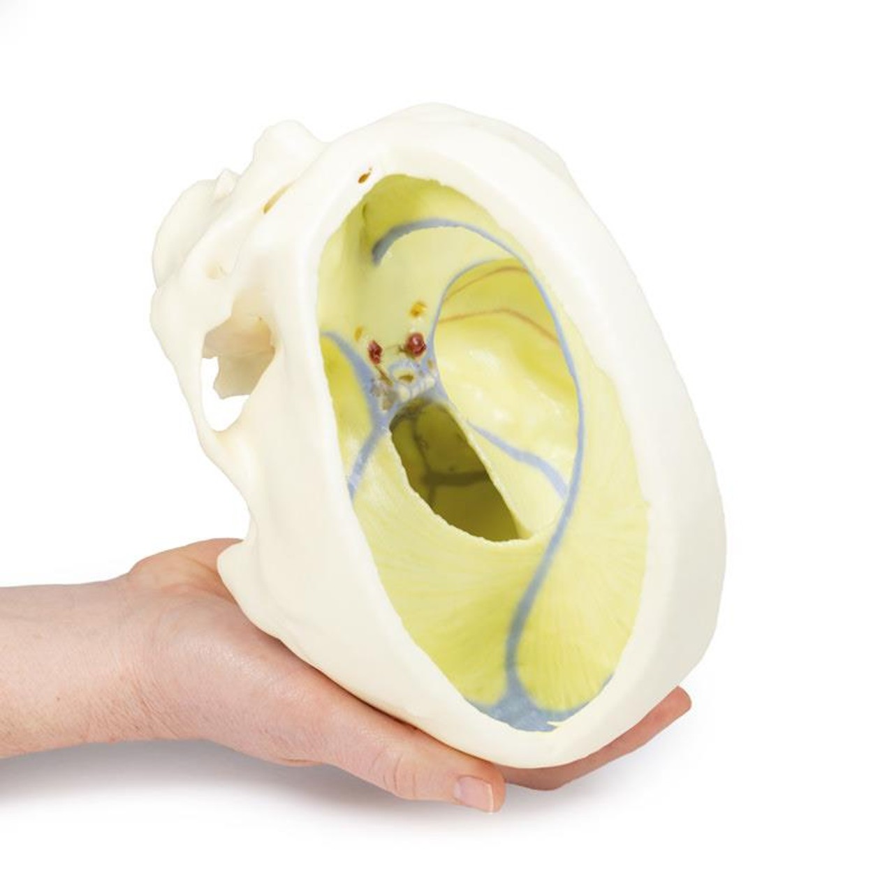 3D printed dural skull. Full view. Exposed cranial cavity. Internal angle. In hand.