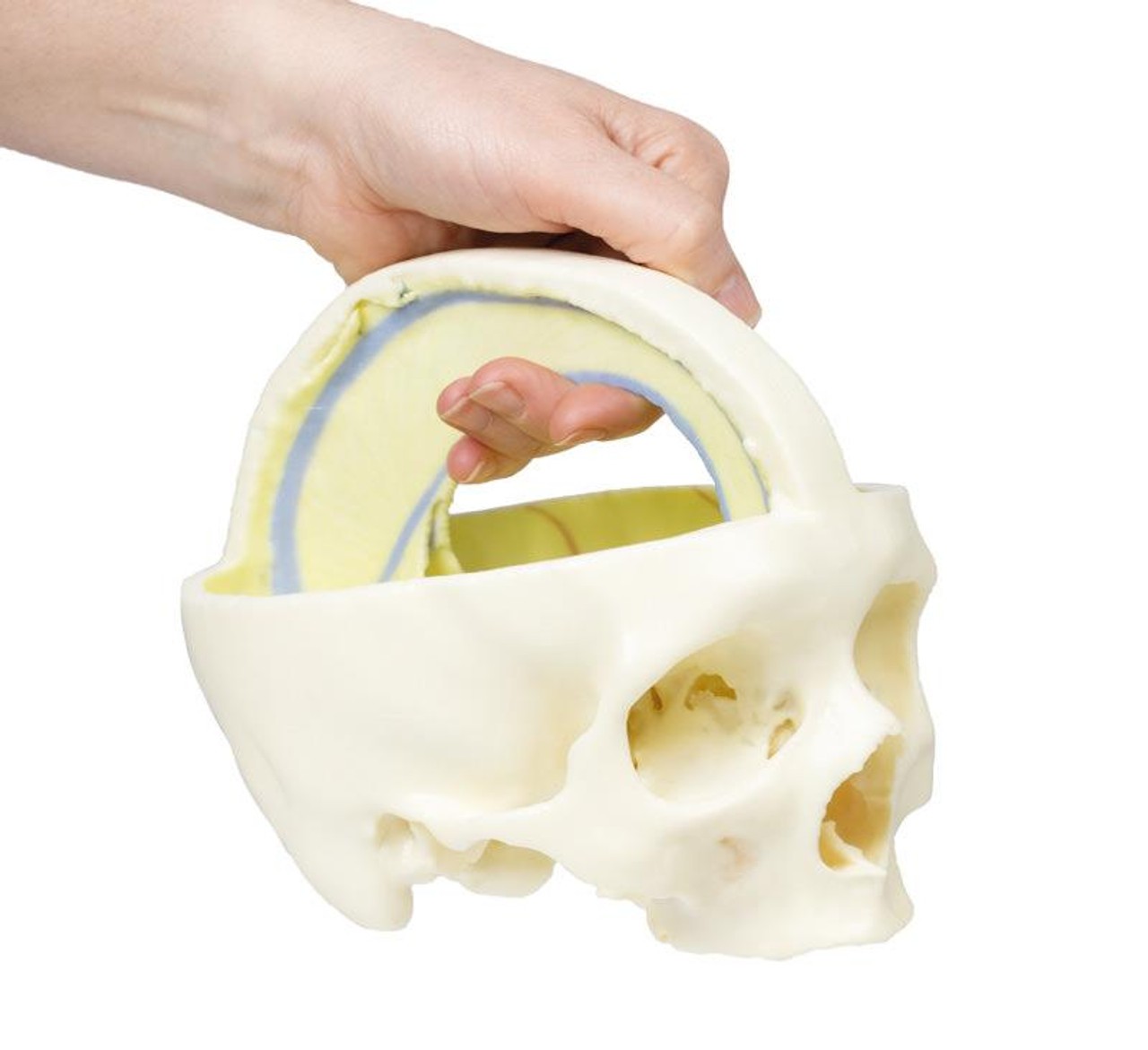 3D printed dural skull. Full view. Exposed cranial cavity. In hand.