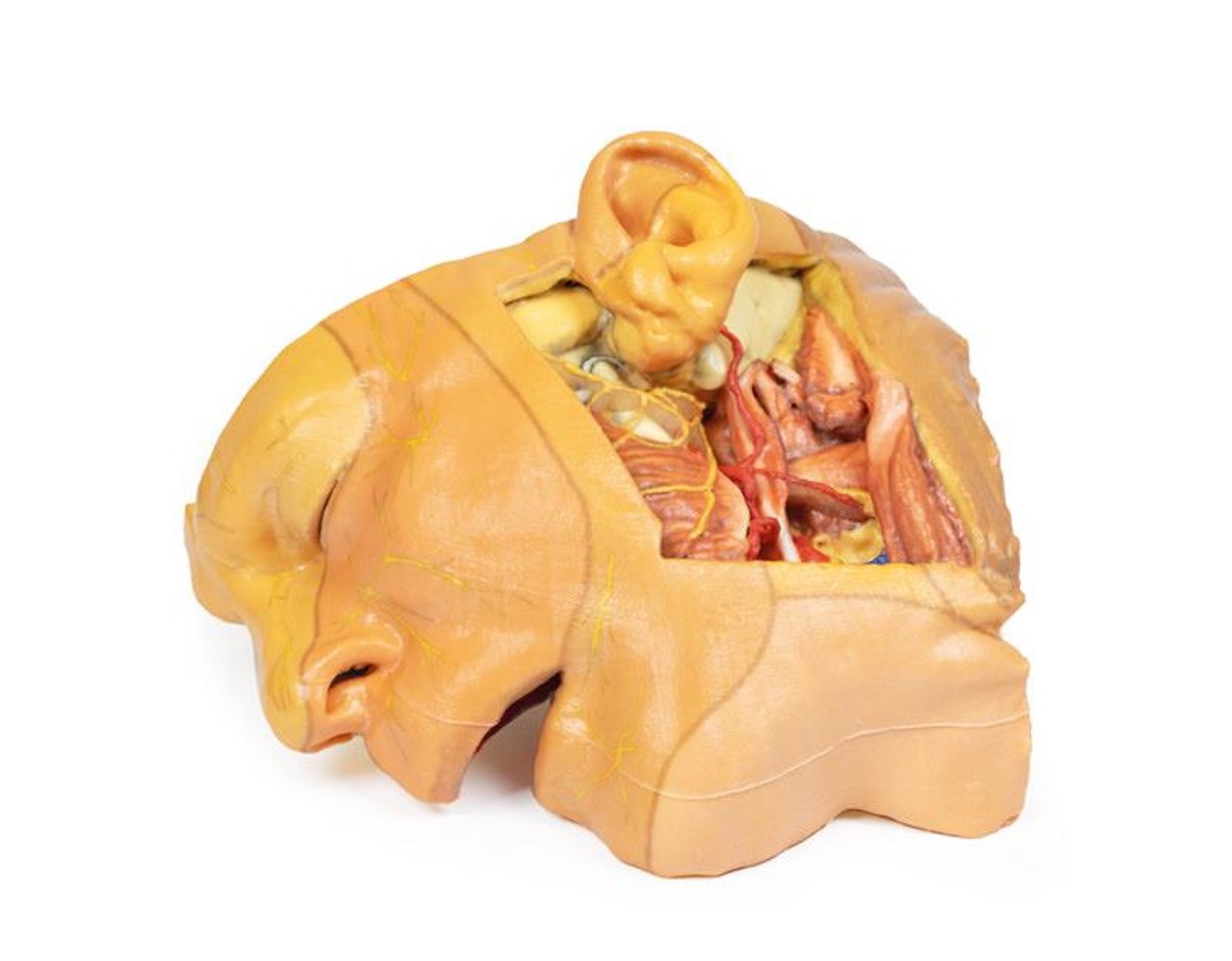 3D printed head and neck. Full view. Exposed muscles and arteries.