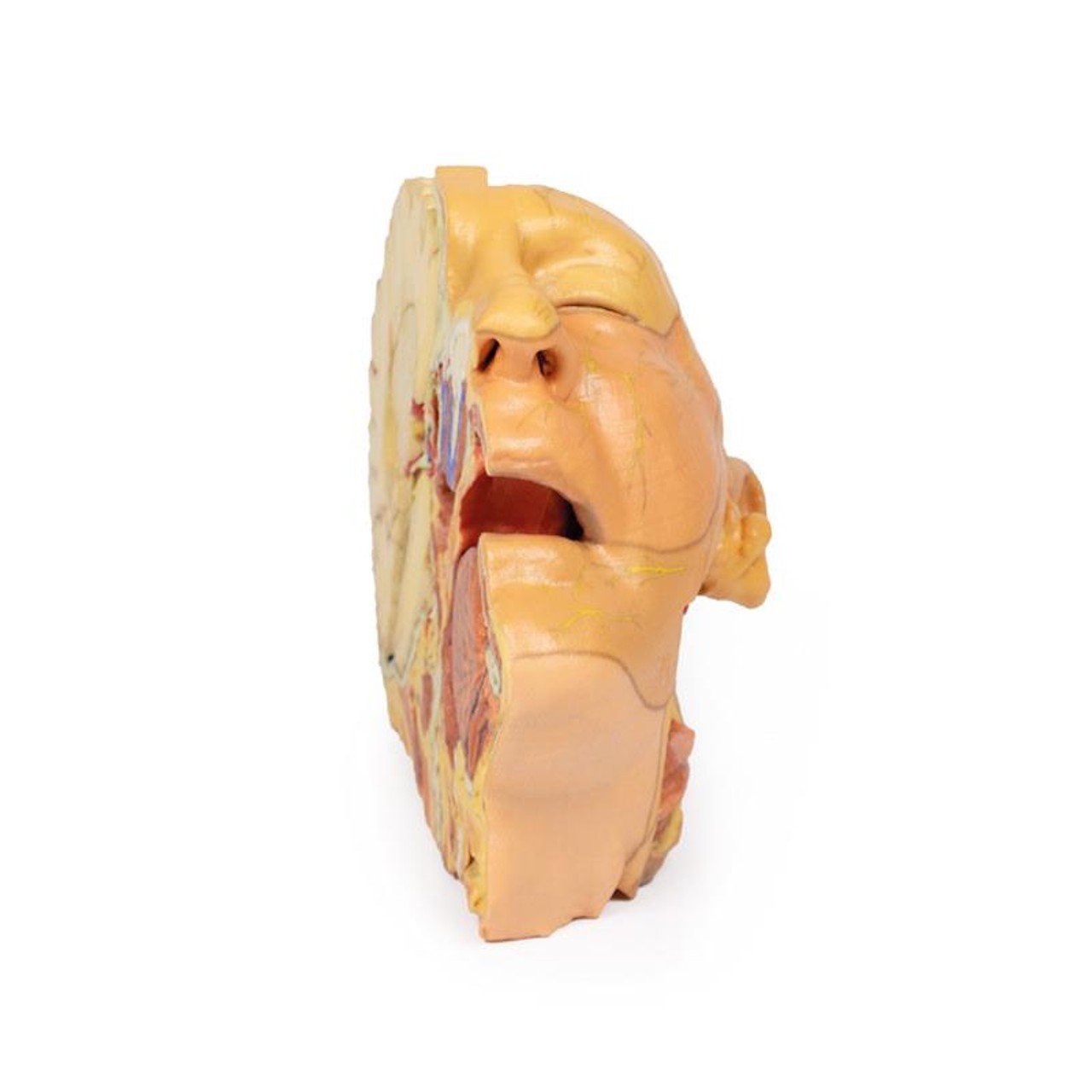 3D printed head and neck. Full view. Exposed muscles and arteries. Front angle.