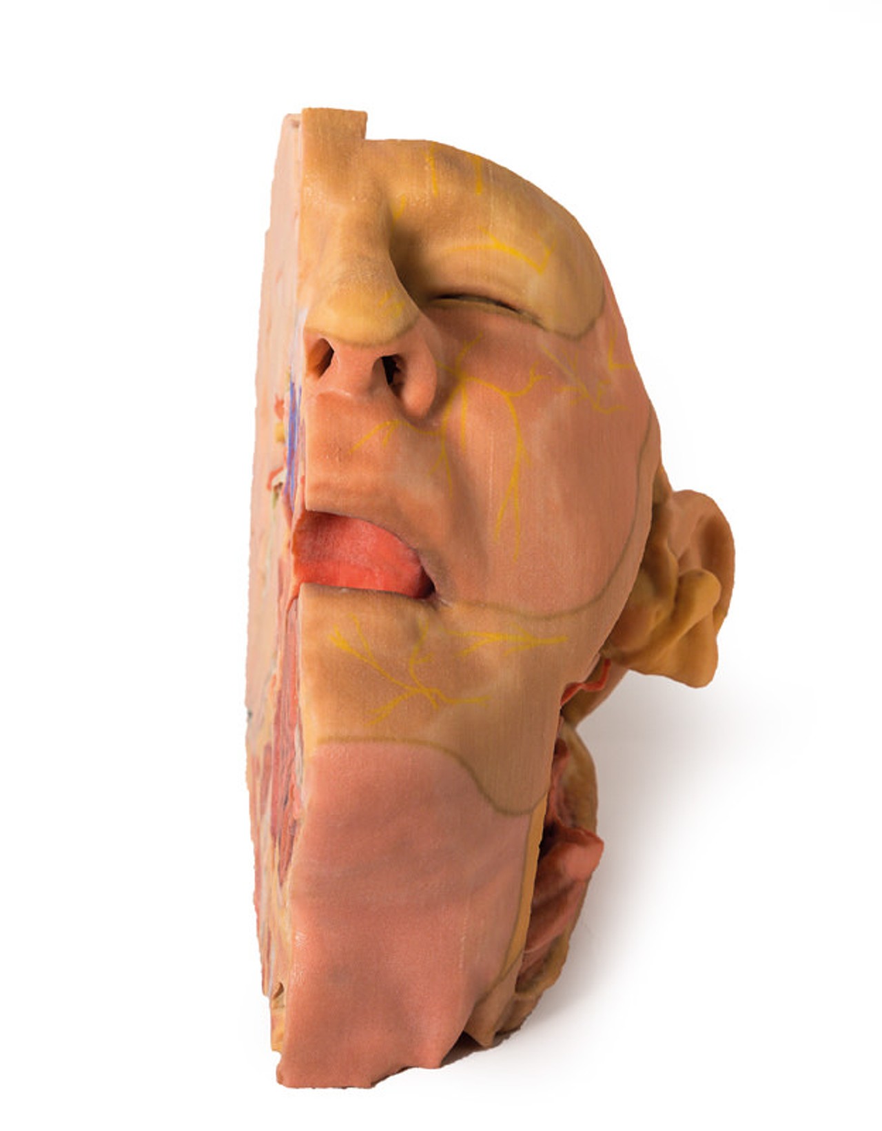 3D Printed Parasagittally - Sectioned Head and Neck