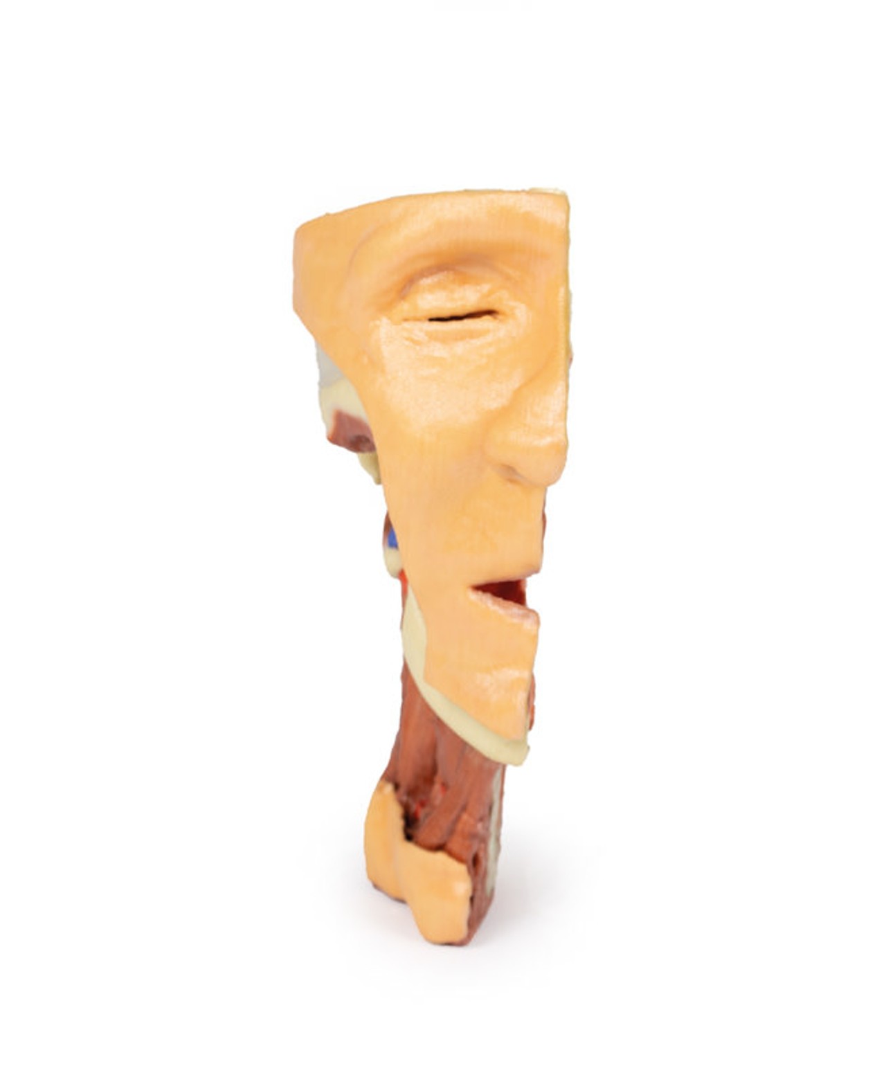 3D Printed Midsagittally-Sectioned Face