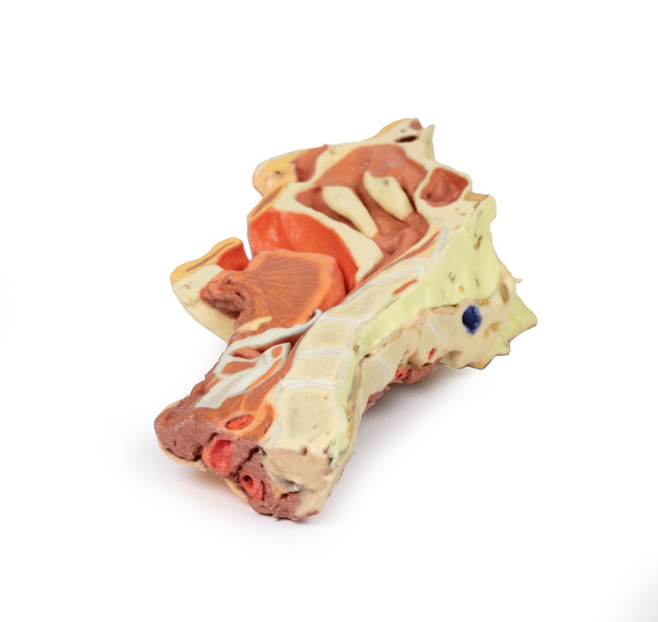 3D Printed Midsagittally-Sectioned Face