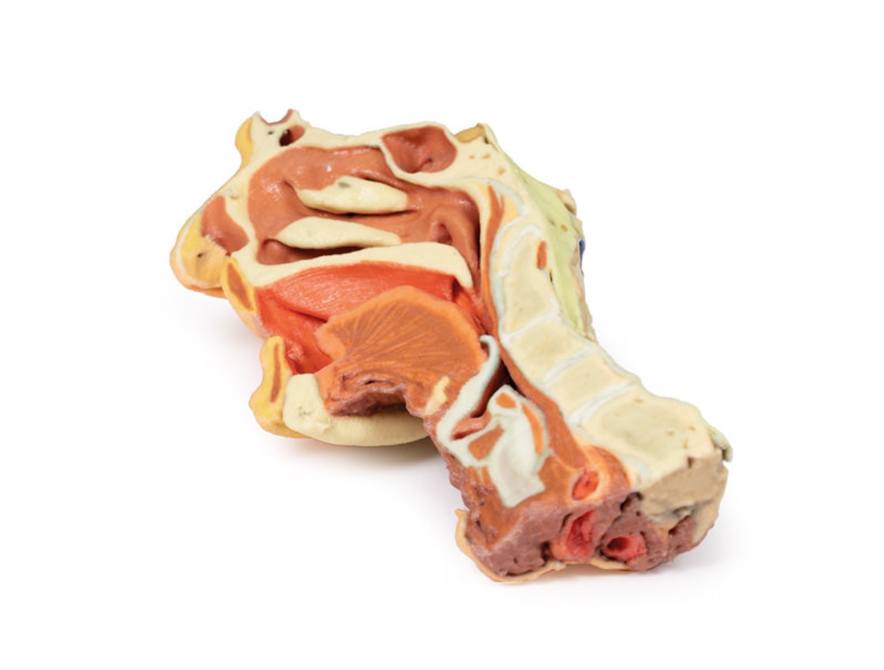 3D Printed Midsagittally-Sectioned Face