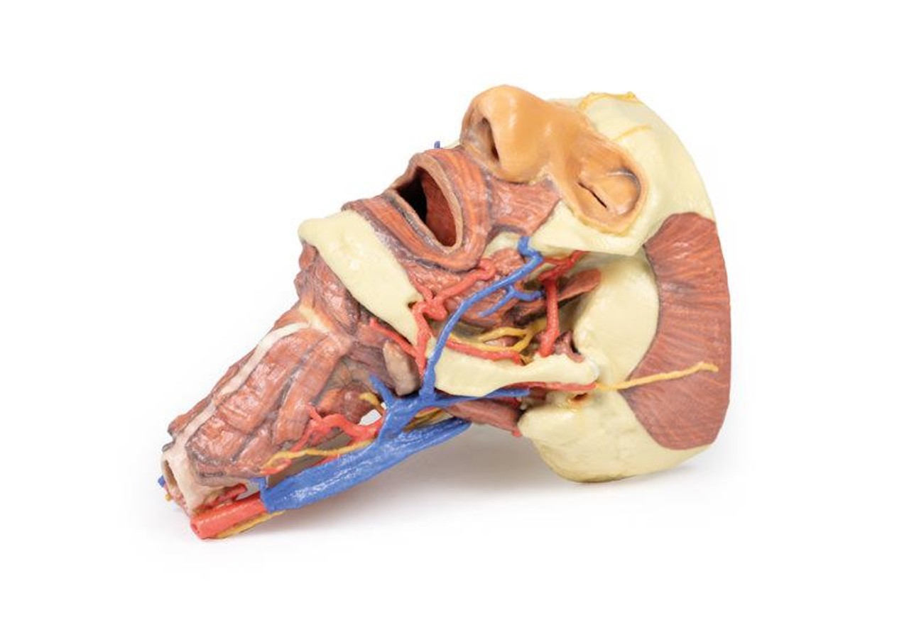 3D printed head and neck. Full view. Exposed nerves, arteries, veins, muscles, and bones.