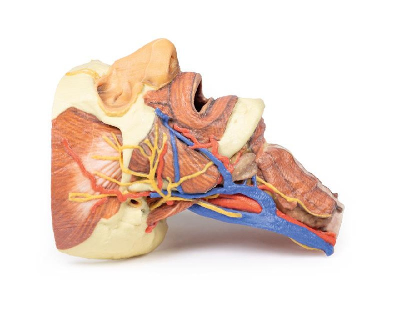 3D printed head and neck. Full view. Exposed nerves, arteries, veins, muscles, and bones. Side angle.