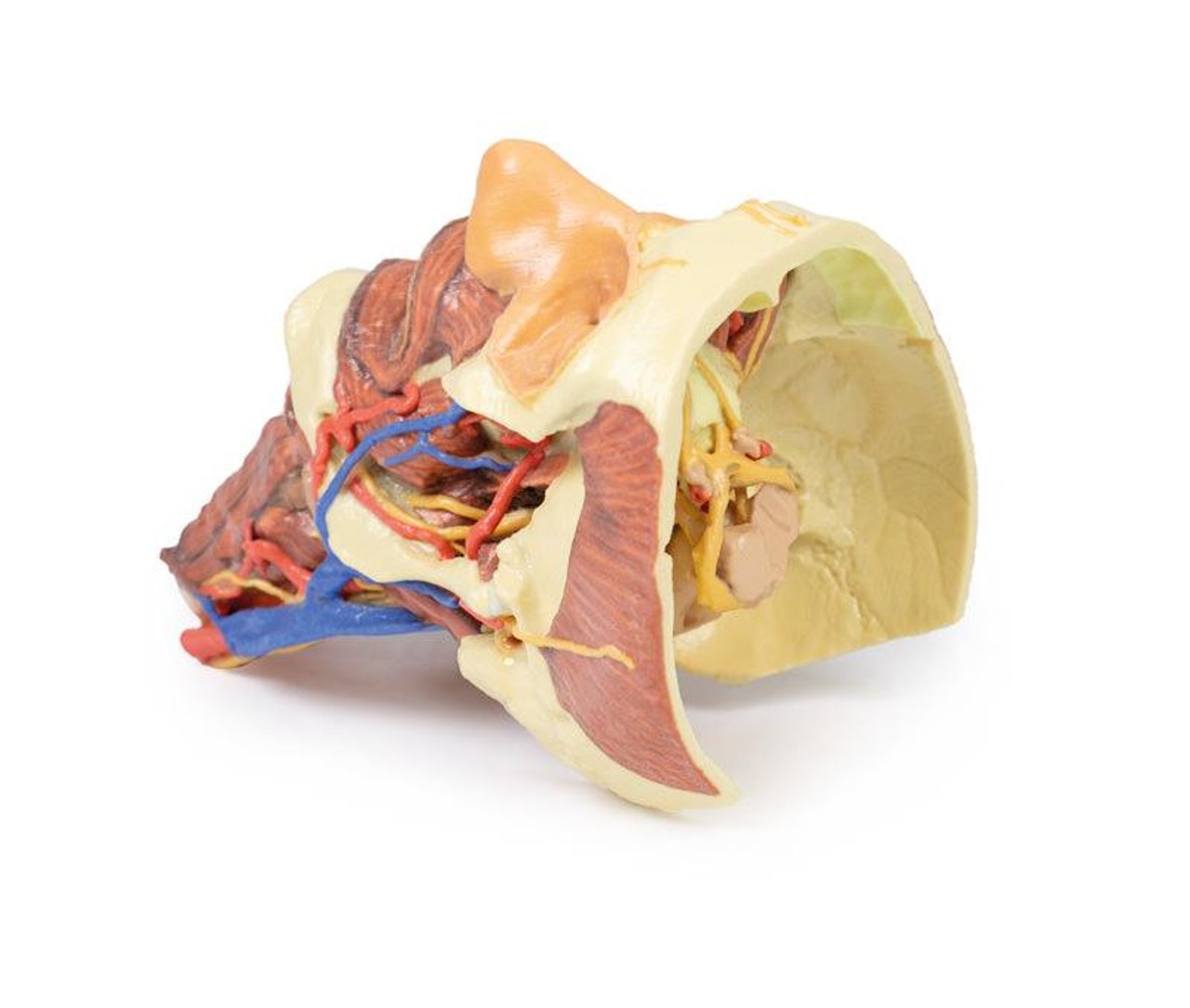3D printed head and neck. Full view. Exposed nerves, arteries, veins, muscles, and bones. Side angle.