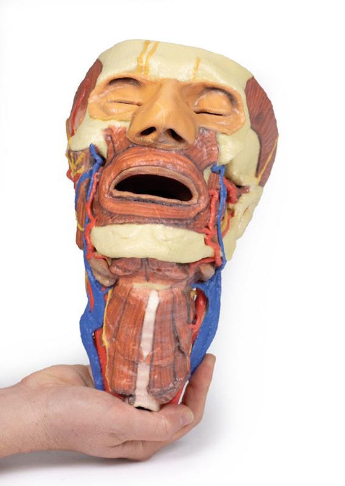3D printed head and neck. Full view. Exposed nerves, arteries, veins, muscles, and bones. In hand.