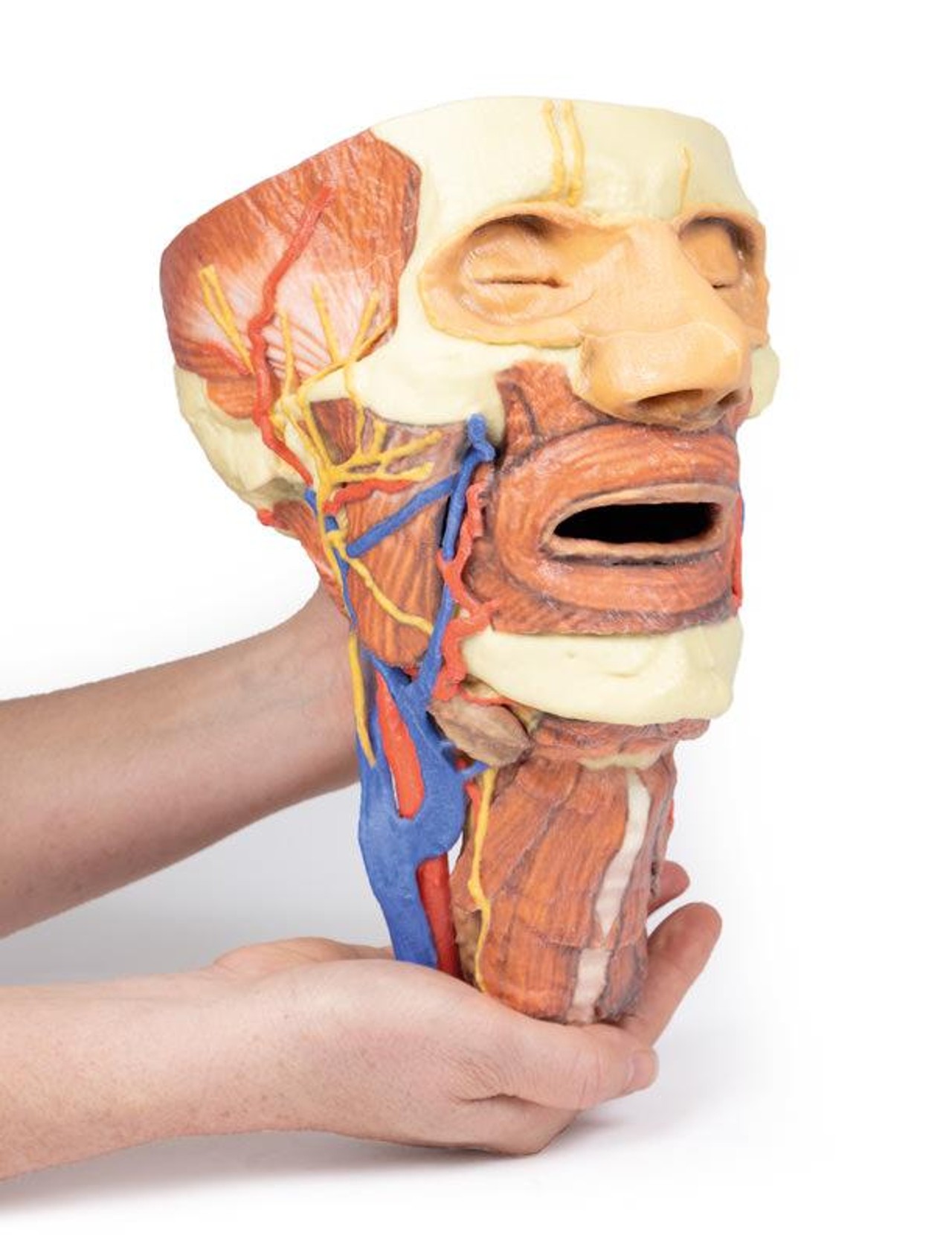 3D printed head and neck. Full view. Exposed nerves, arteries, veins, muscles, and bones. In hand.