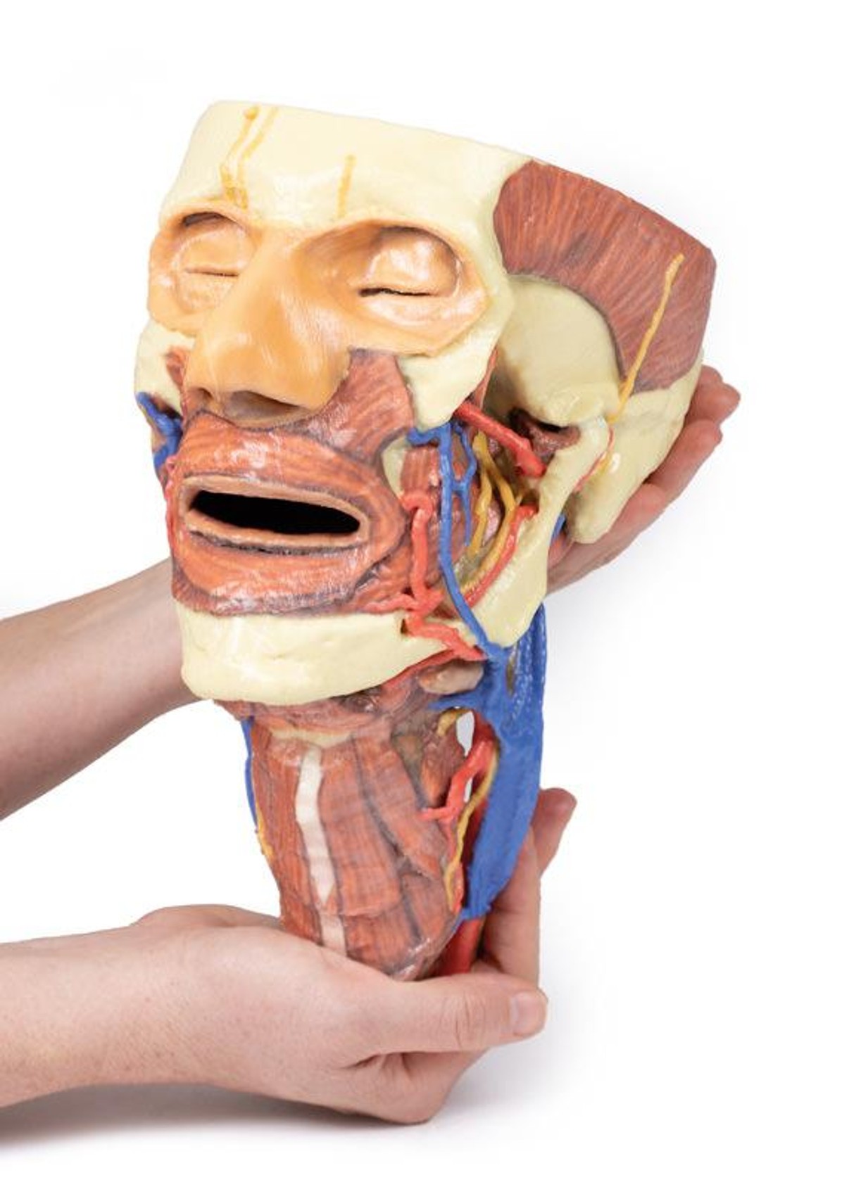 3D printed head and neck. Full view. Exposed nerves, arteries, veins, muscles, and bones. In hand.