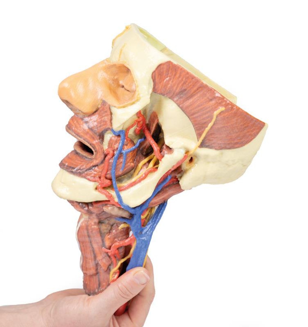 3D printed head and neck. Full view. Exposed nerves, arteries, veins, muscles, and bones. In hand.