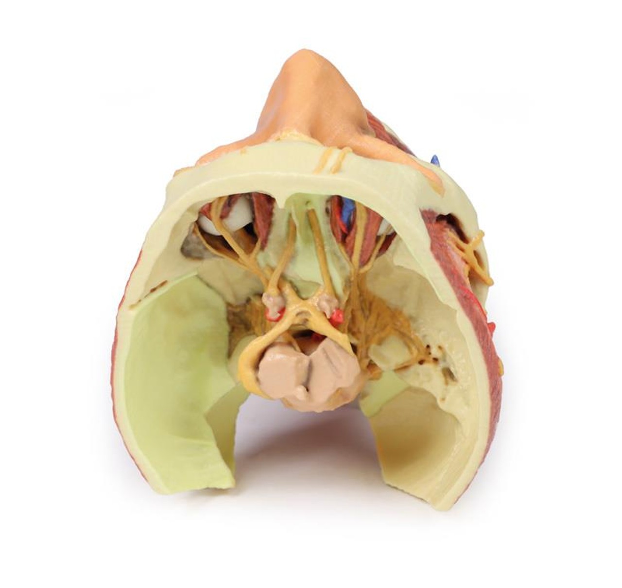 3D printed head and neck. Close up of internal skull. Exposed nerves, arteries, veins, muscles, and bones.