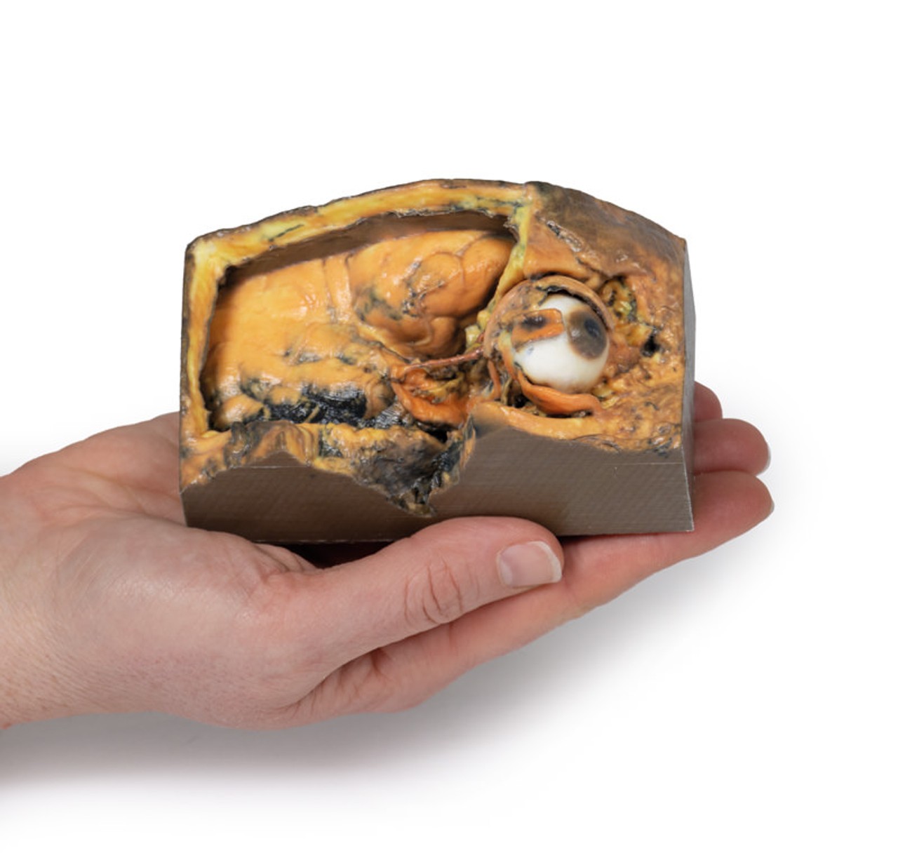 3D printed lateral orbit. Full view. Exposed brain, muscles, nerves, and eye. In hand.