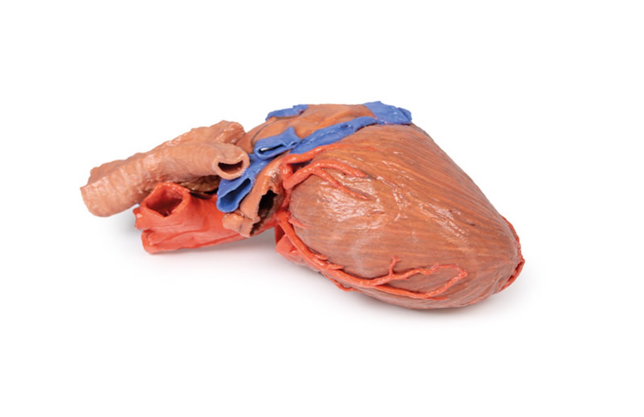 3D printed heart and trachea. Full view. Exposed ateries and veins.