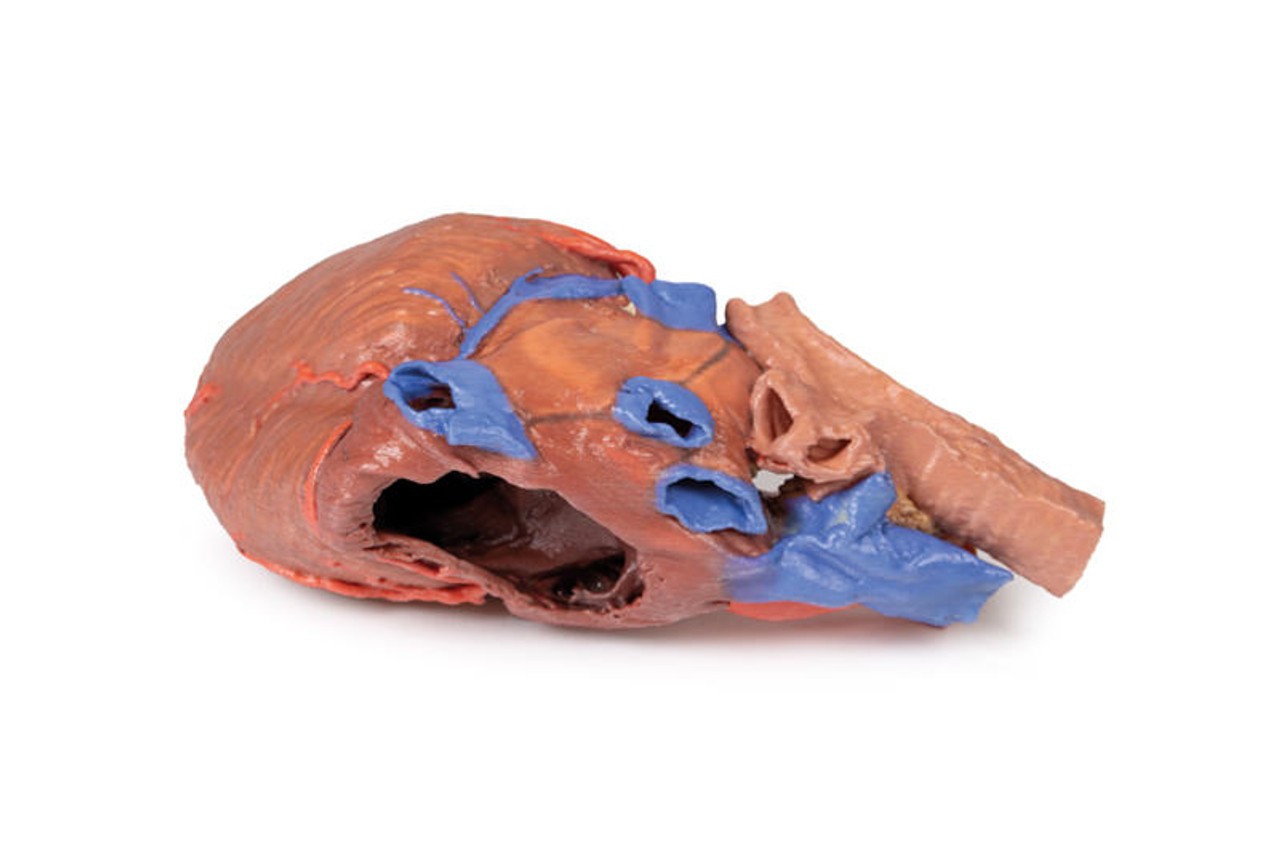 3D printed heart and trachea. Full view. Exposed ateries and veins. Side angle.