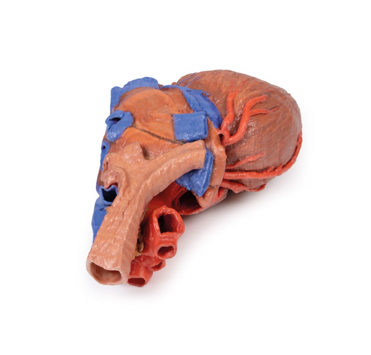3D printed heart and trachea. Full view. Exposed ateries and veins. Top angle.