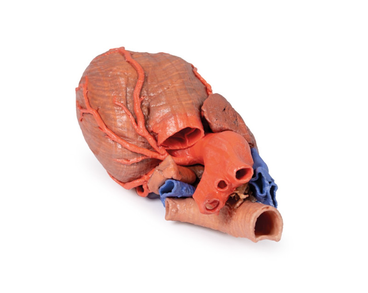 3D printed heart and trachea. Full view. Exposed ateries and veins. Top angle.