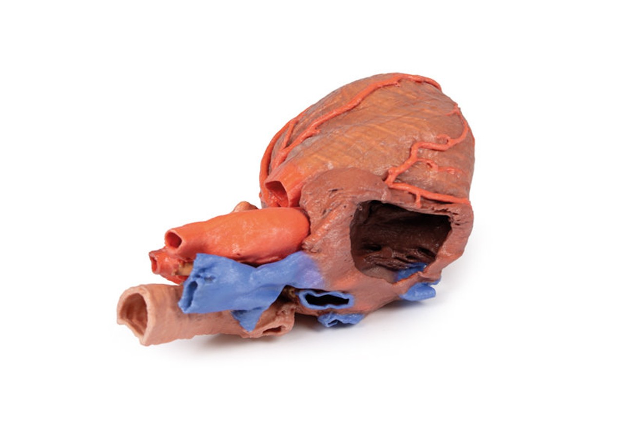 3D printed heart and trachea. Full view. Exposed ateries and veins. Side angle.