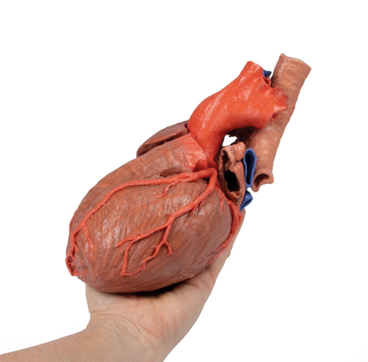 3D printed heart and trachea. Full view. Exposed ateries and veins. In hand.