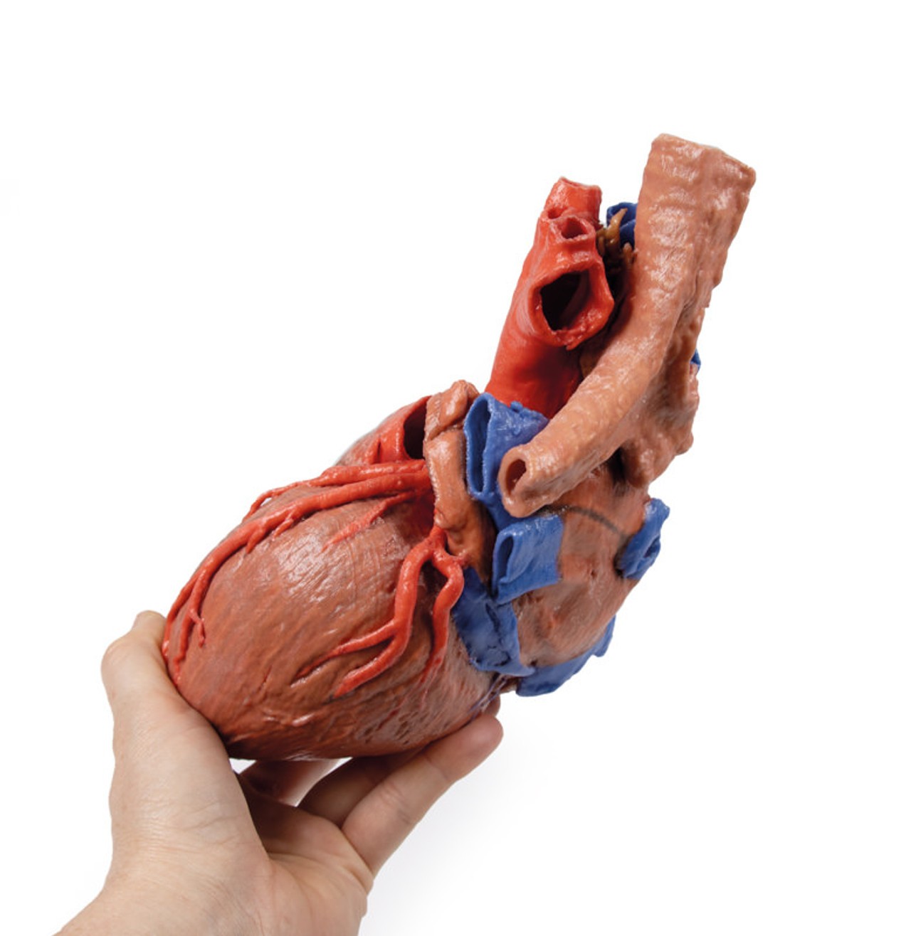3D printed heart and trachea. Full view. Exposed ateries and veins. In hand.