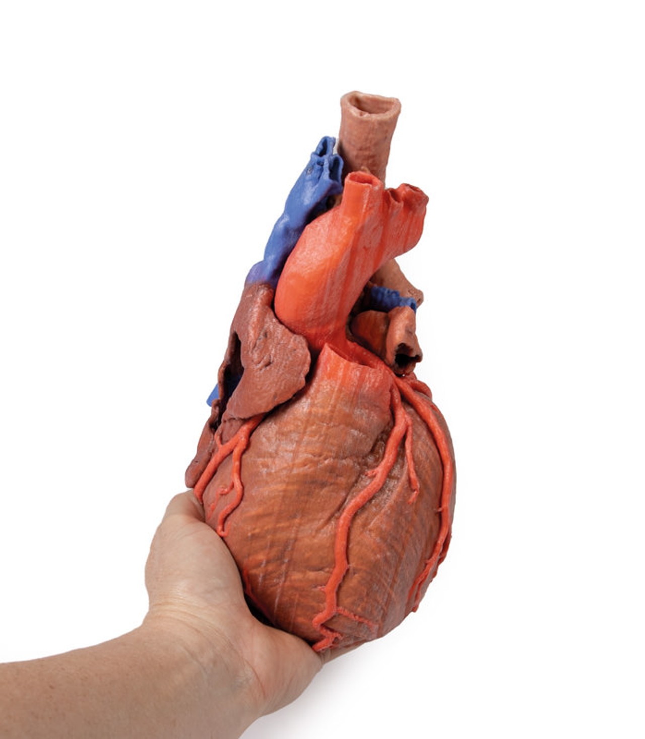 3D printed heart and trachea. Full view. Exposed ateries and veins. In hand.