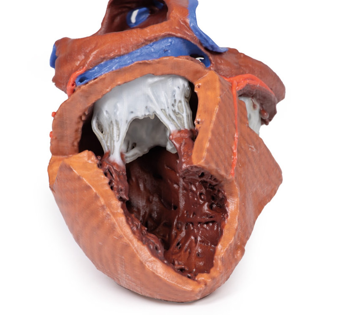 3D printed heart. Internal close up. Exposed muscles and chambers.