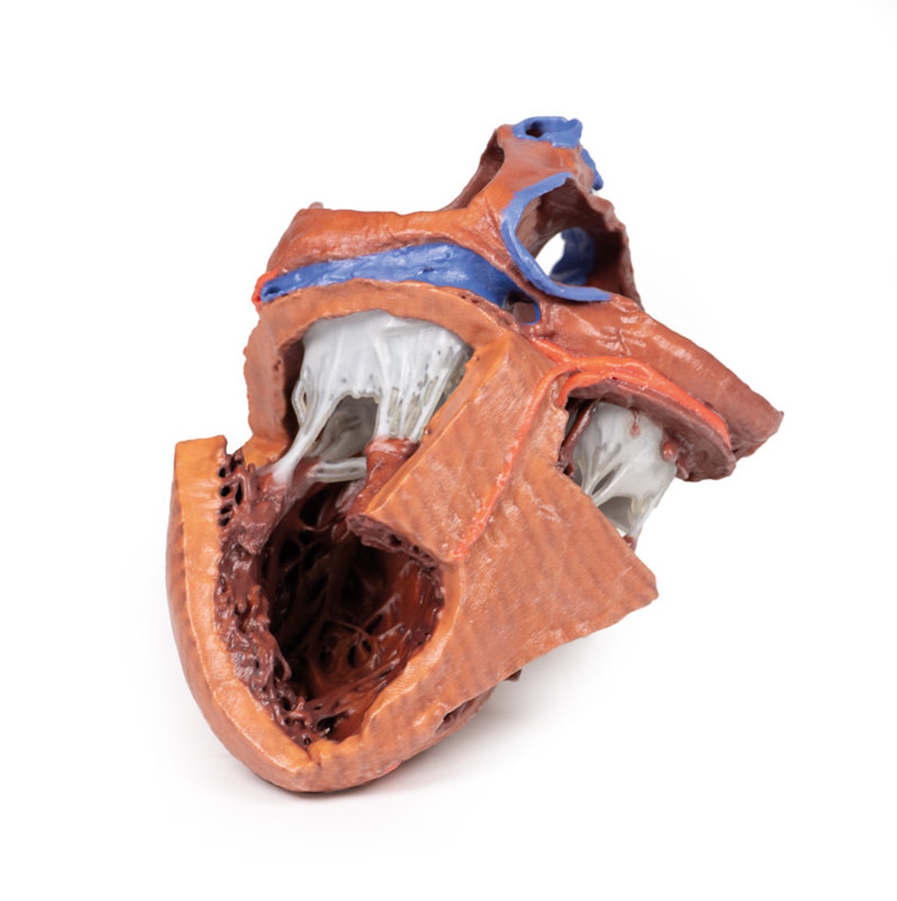 3D printed heart. Full view. Exposed muscles and chambers. Bottom angle.