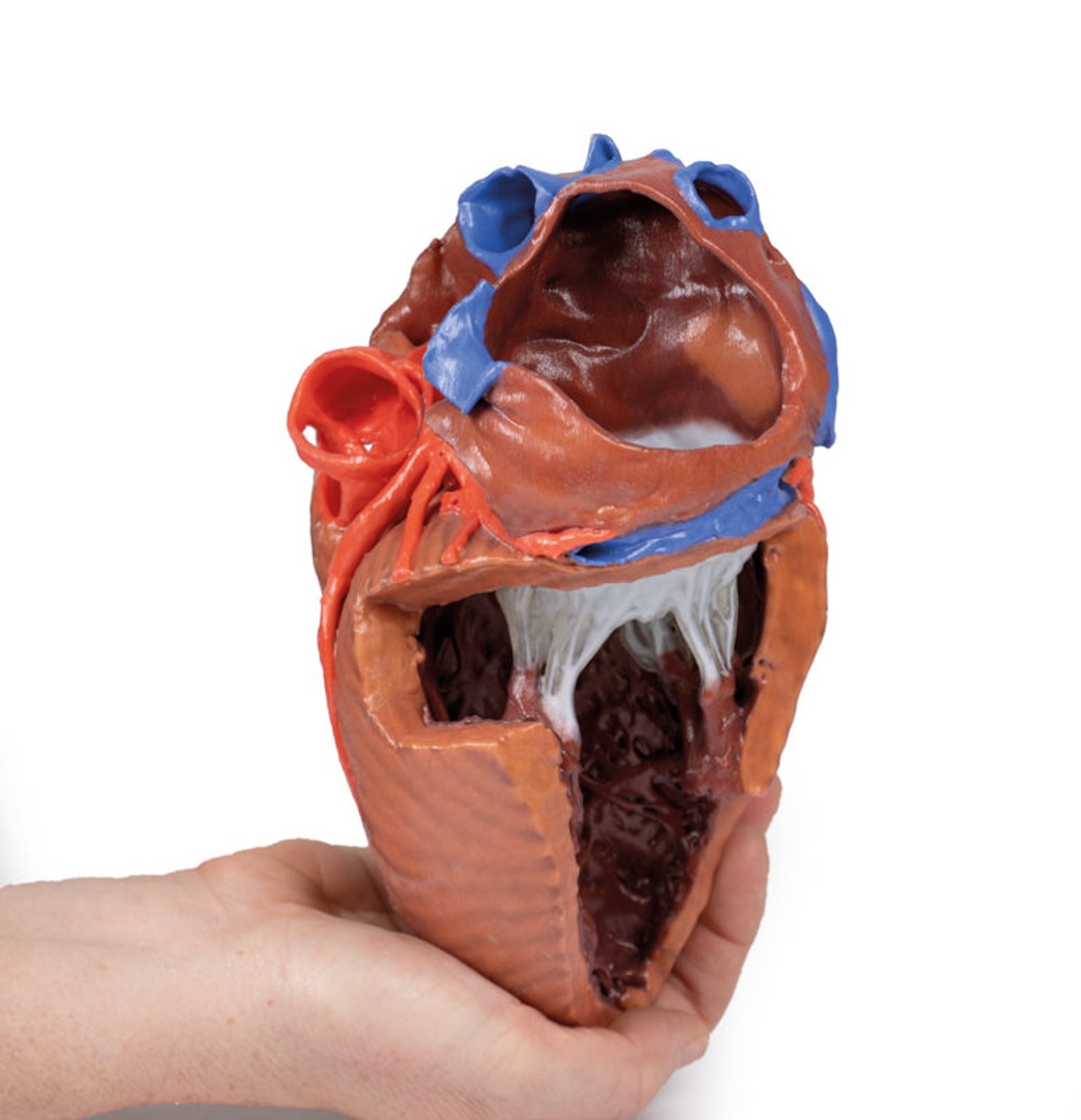 3D printed heart. Full view. Exposed muscles and chambers. In hand.