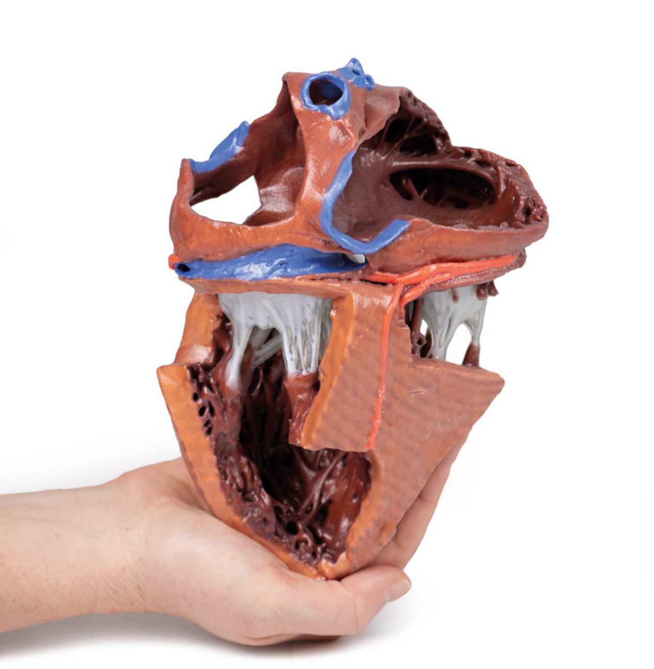 3D printed heart. Full view. Exposed muscles and chambers. In hand.