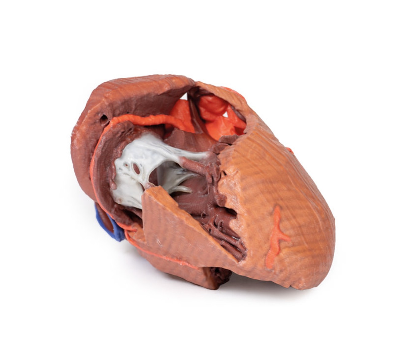 3D printed heart. Full view. Exposed muscles and chambers.