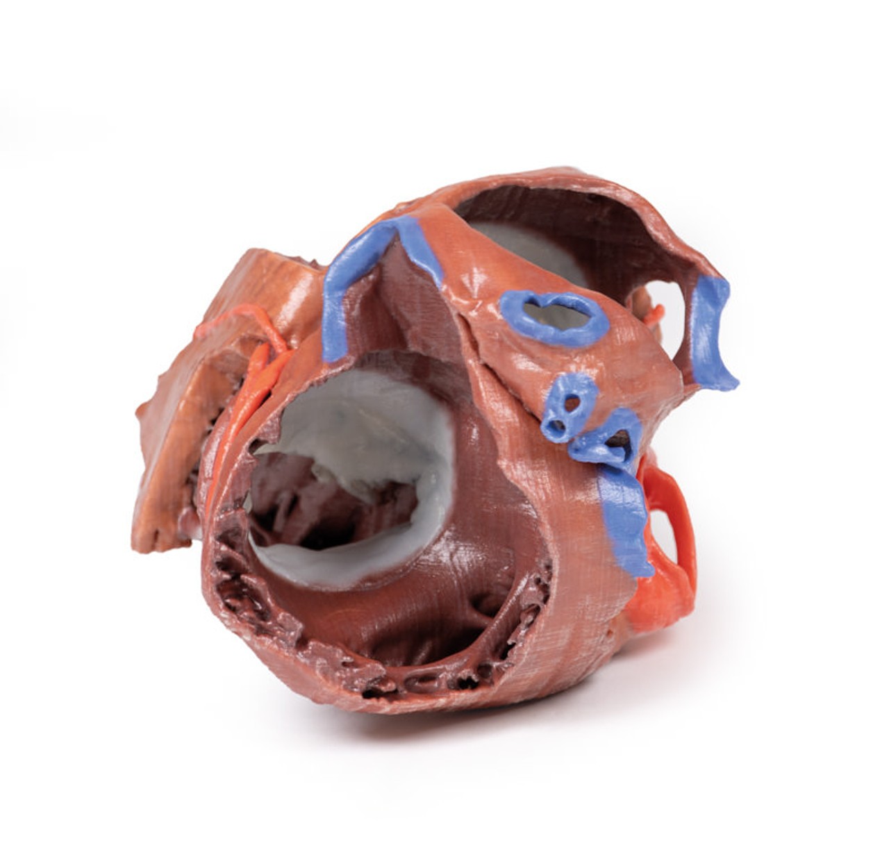3D printed heart. Full view. Exposed muscles and chambers. Top angle.