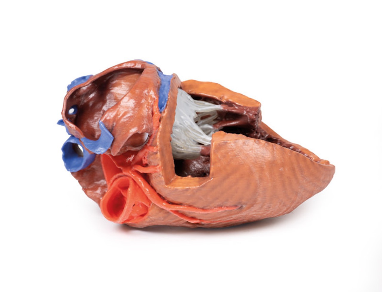 3D printed heart. Full view. Exposed muscles and chambers. Side angle.