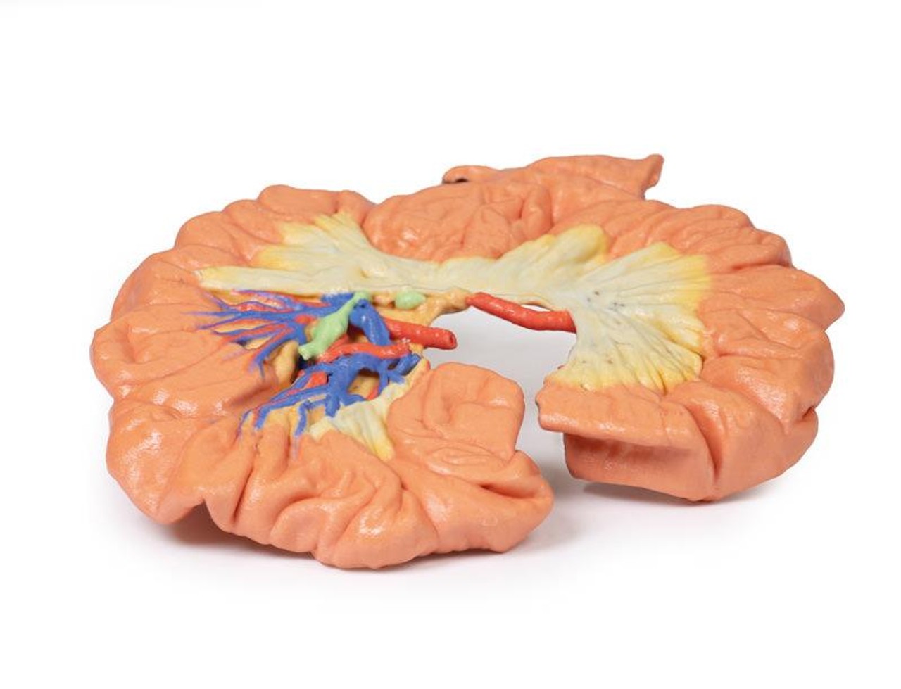 3D printed portion of ileum. full view. Exposed arteries. Bottom angle.
