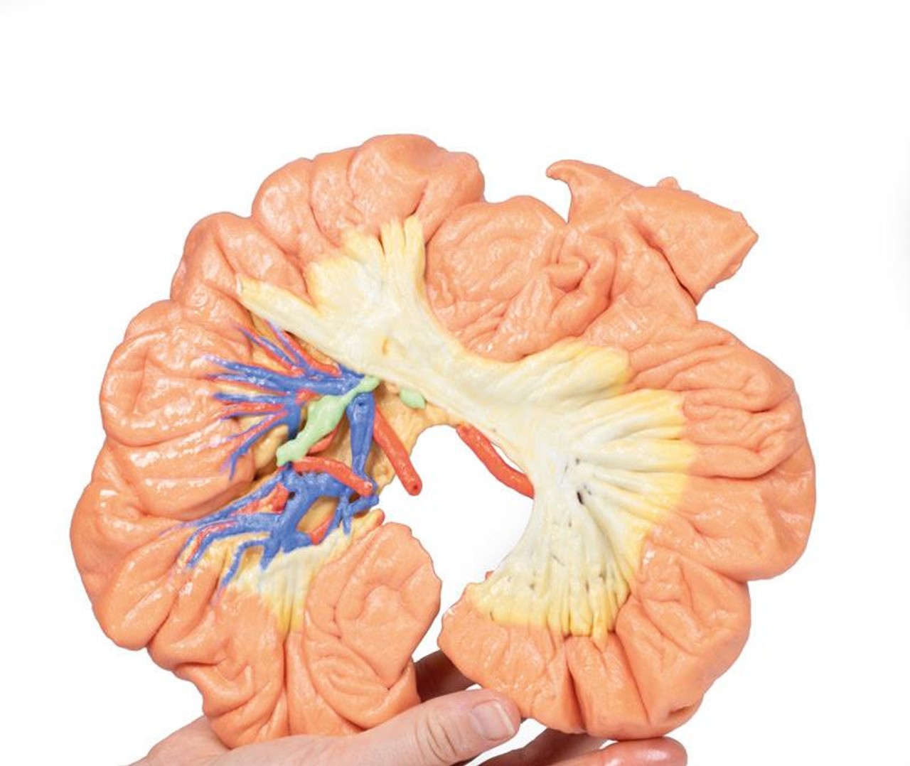 3D printed portion of ileum. full view. Exposed arteries. Bottom angle. In hand.