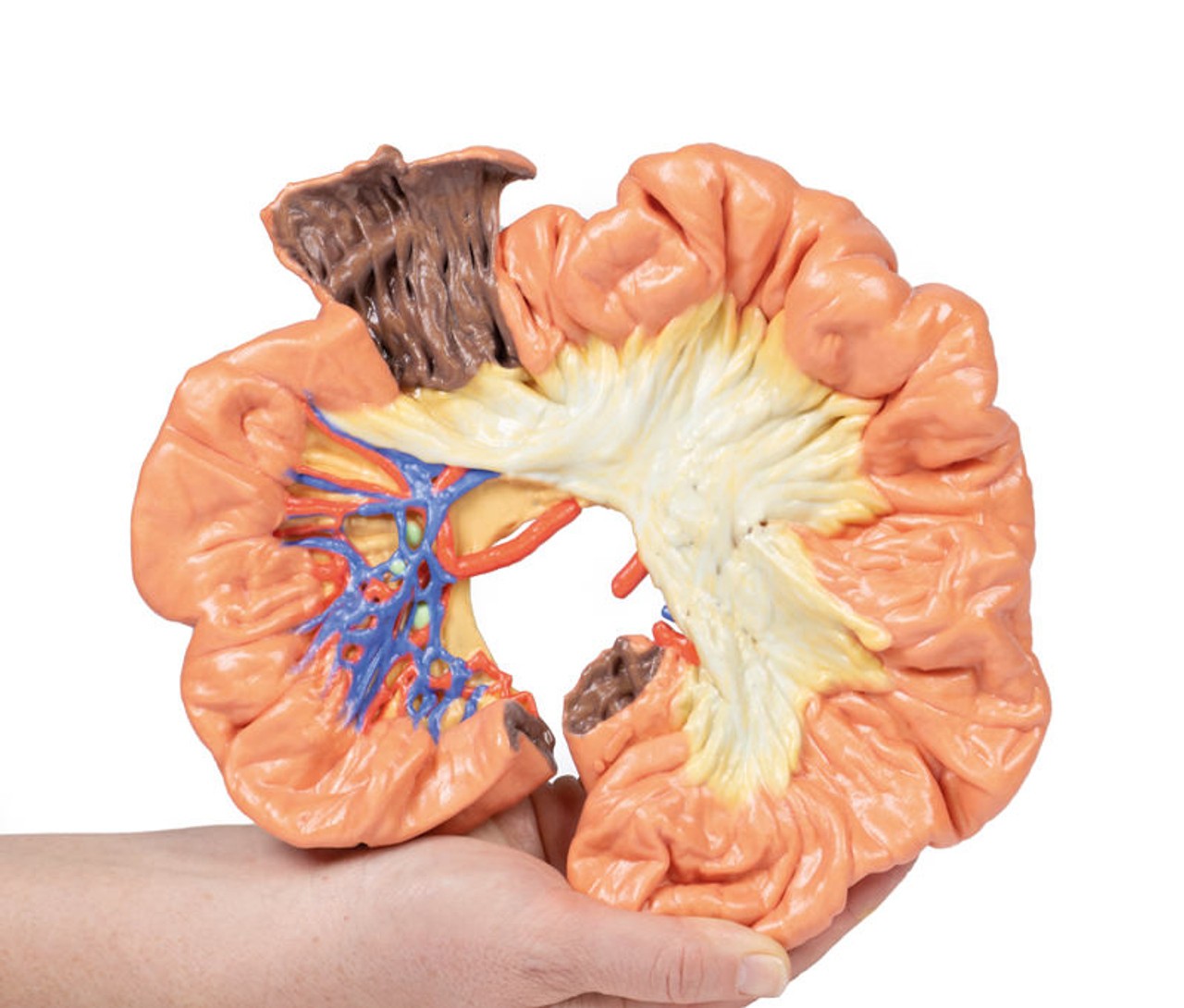 3D printed portion of ileum