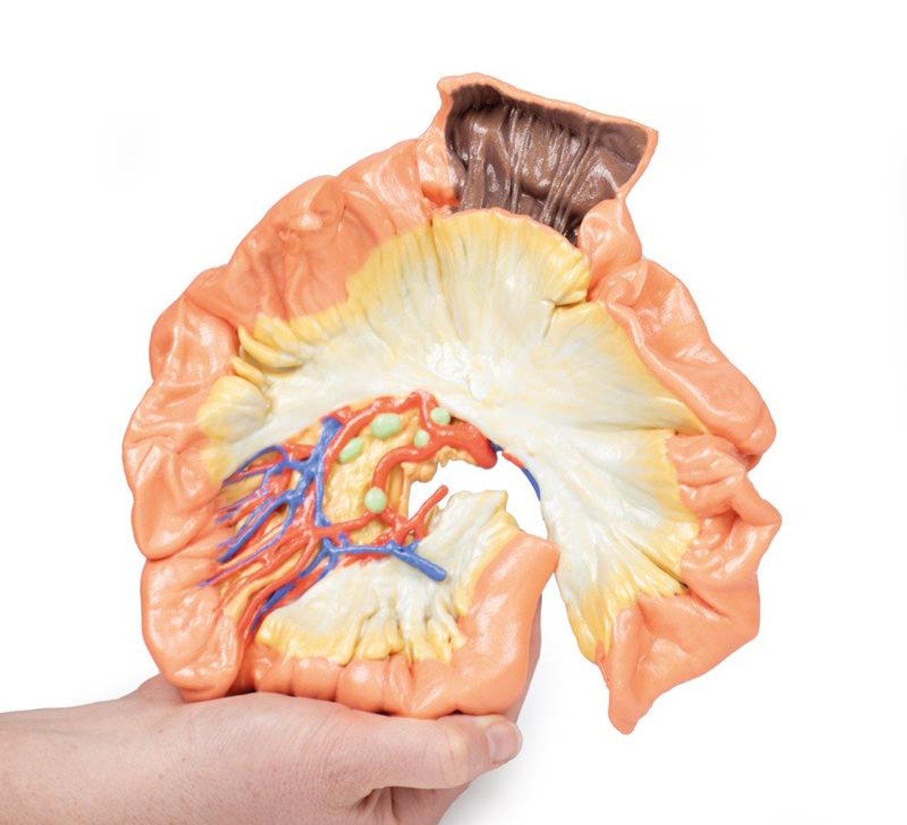 3D printed portion of jejenum. Full view. Exposed arteries. In hand.