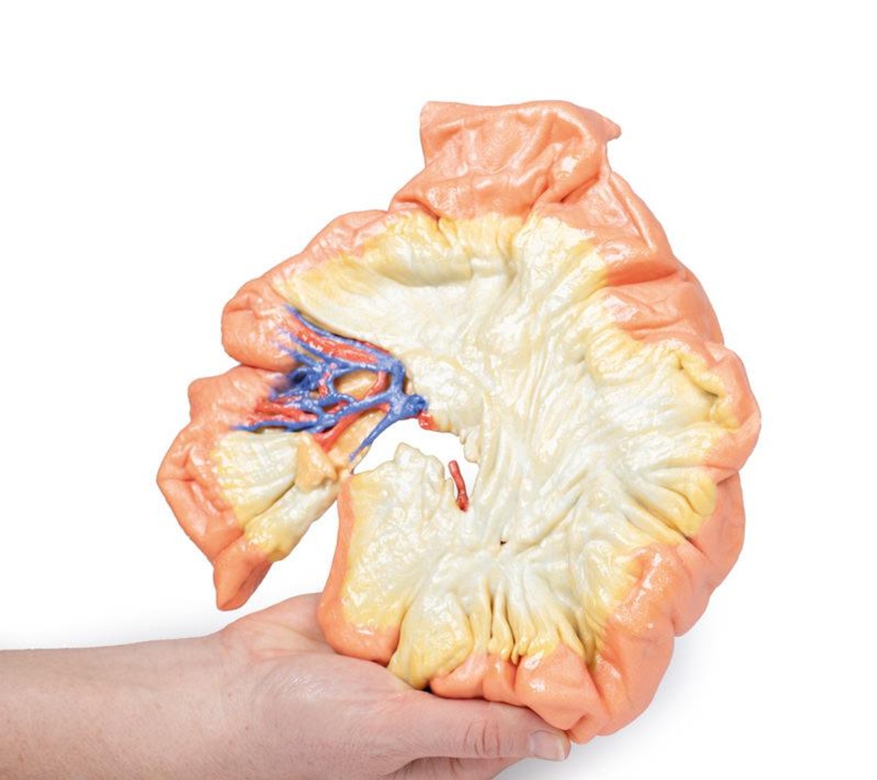 3D printed portion of jejenum. Full view. Exposed arteries. Bottom angle. In hand.