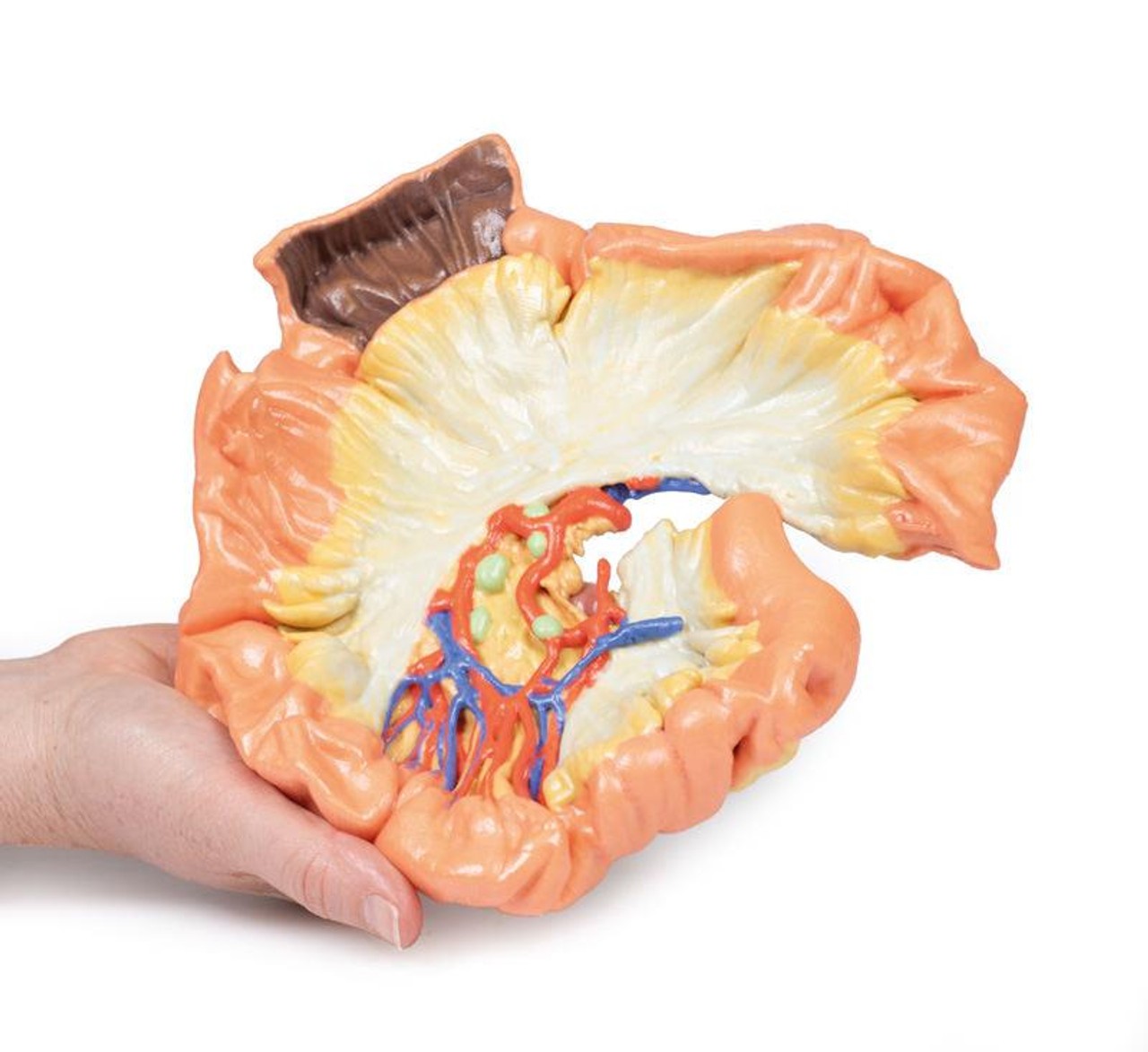 3D printed portion of jejenum. Full view. Exposed arteries. In hand.
