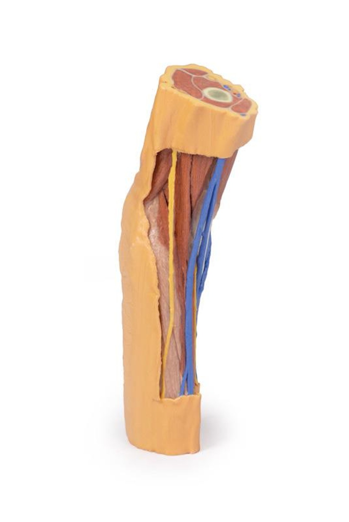 3D printed cubital fossa. Full view. Exposed veins and nerves. Top angle.