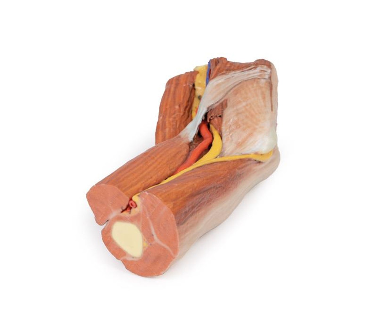 3D printed cubital fossa. No skin. Full view. Exposed muscles, nerves, and arteries. Bottom view.