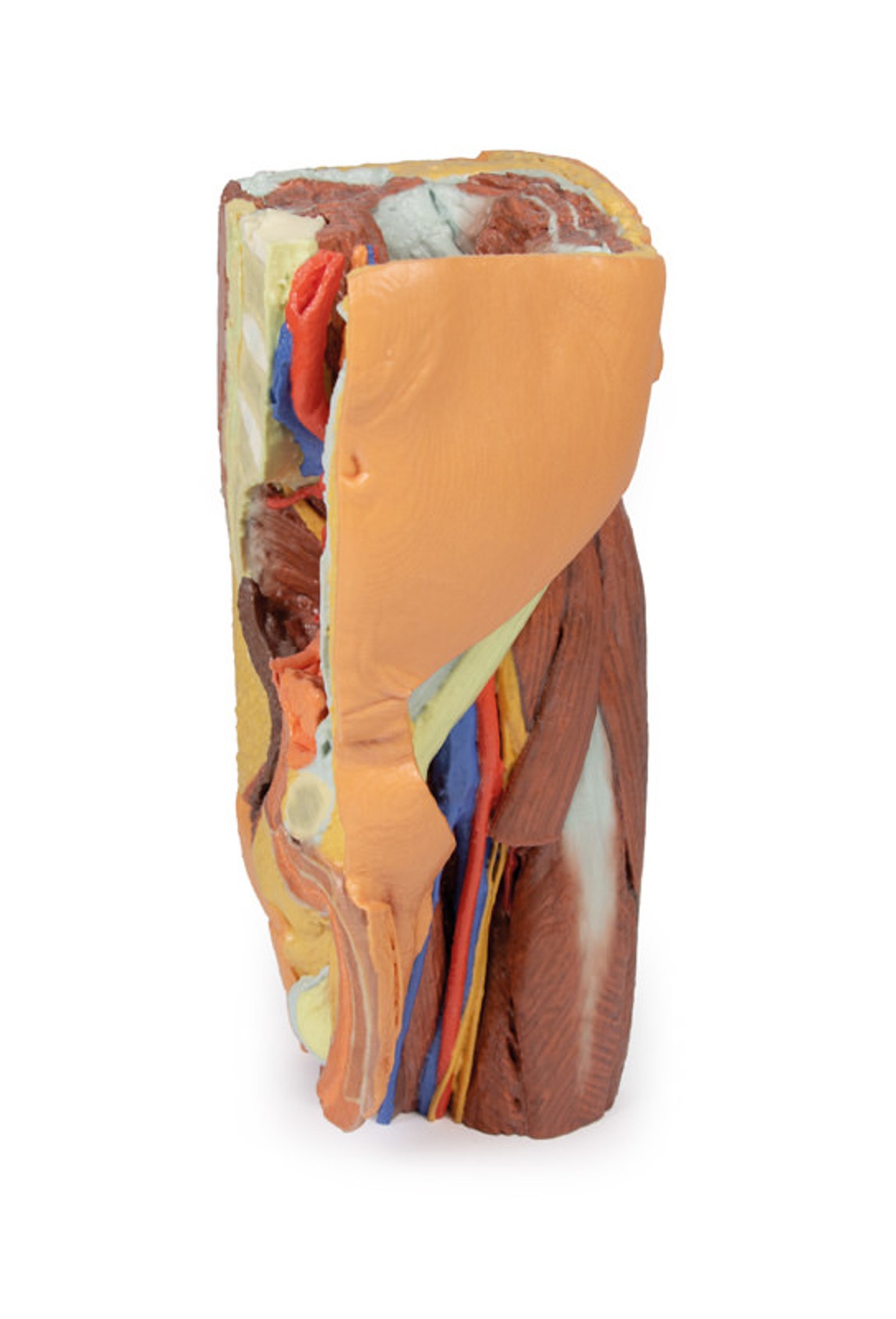 3D Printed Male Left Pelvis and Proximal Thigh