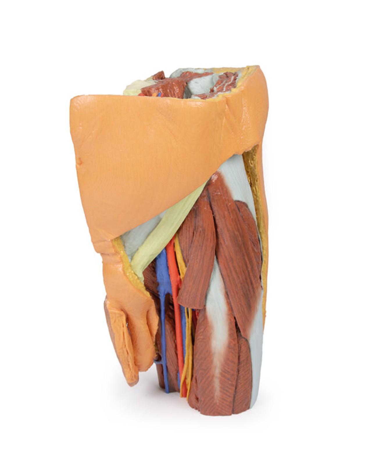 3D Printed Male Left Pelvis and Proximal Thigh
