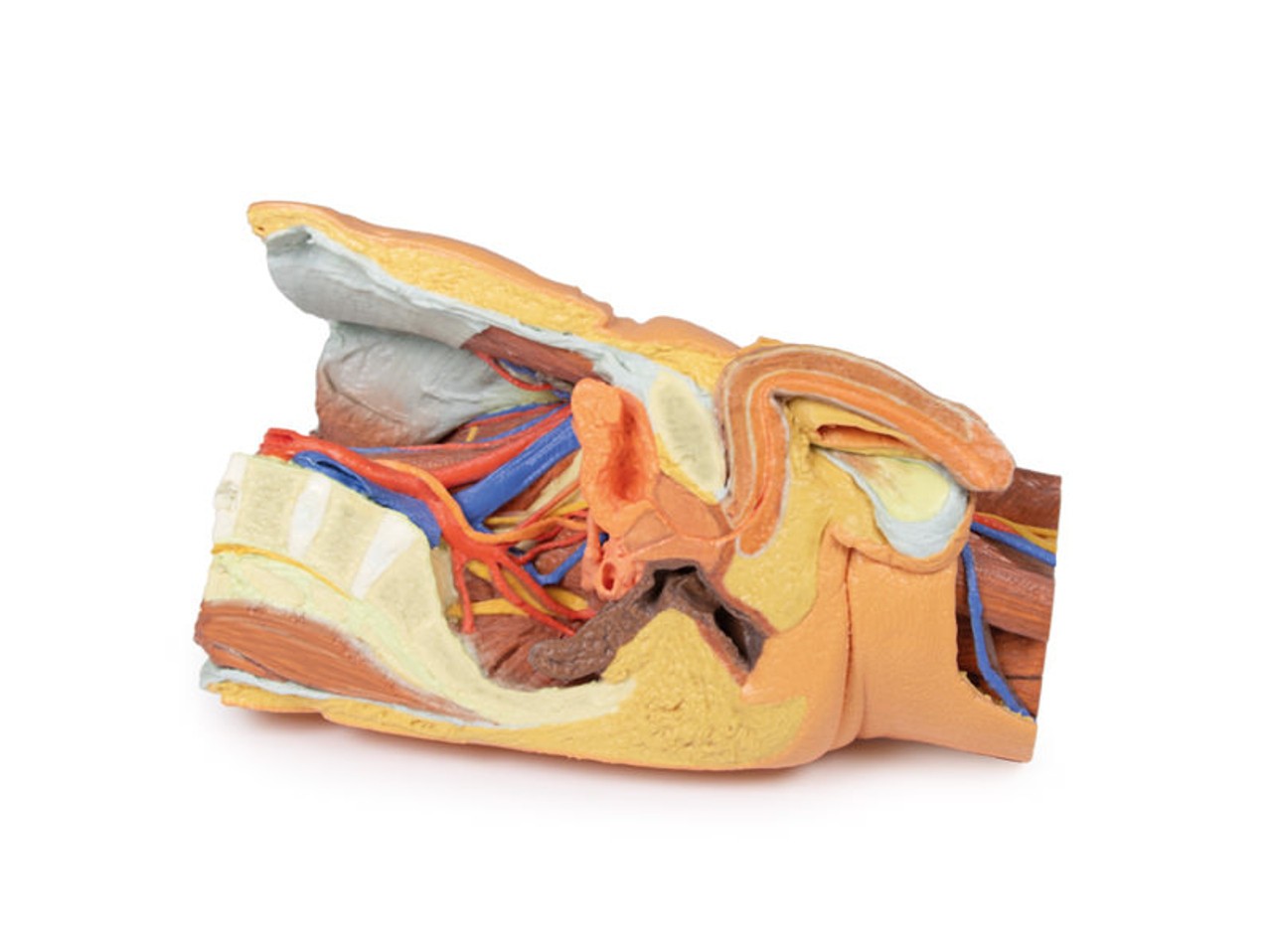 3D Printed Male Left Pelvis and Proximal Thigh
