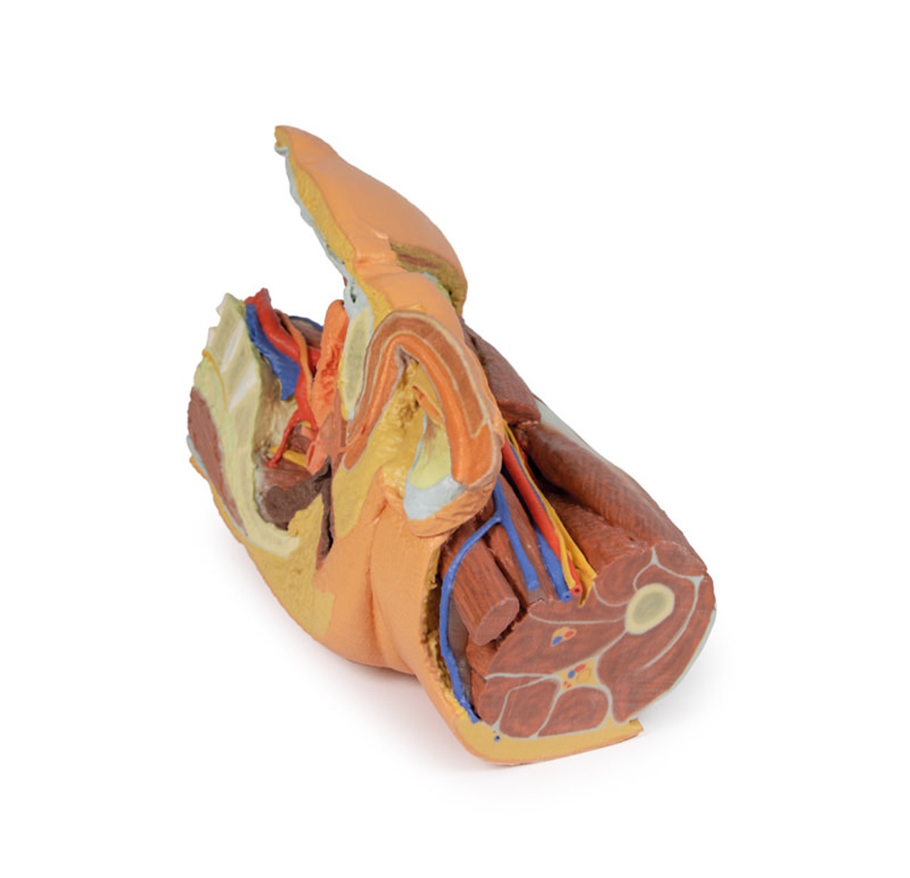 3D Printed Male Left Pelvis and Proximal Thigh