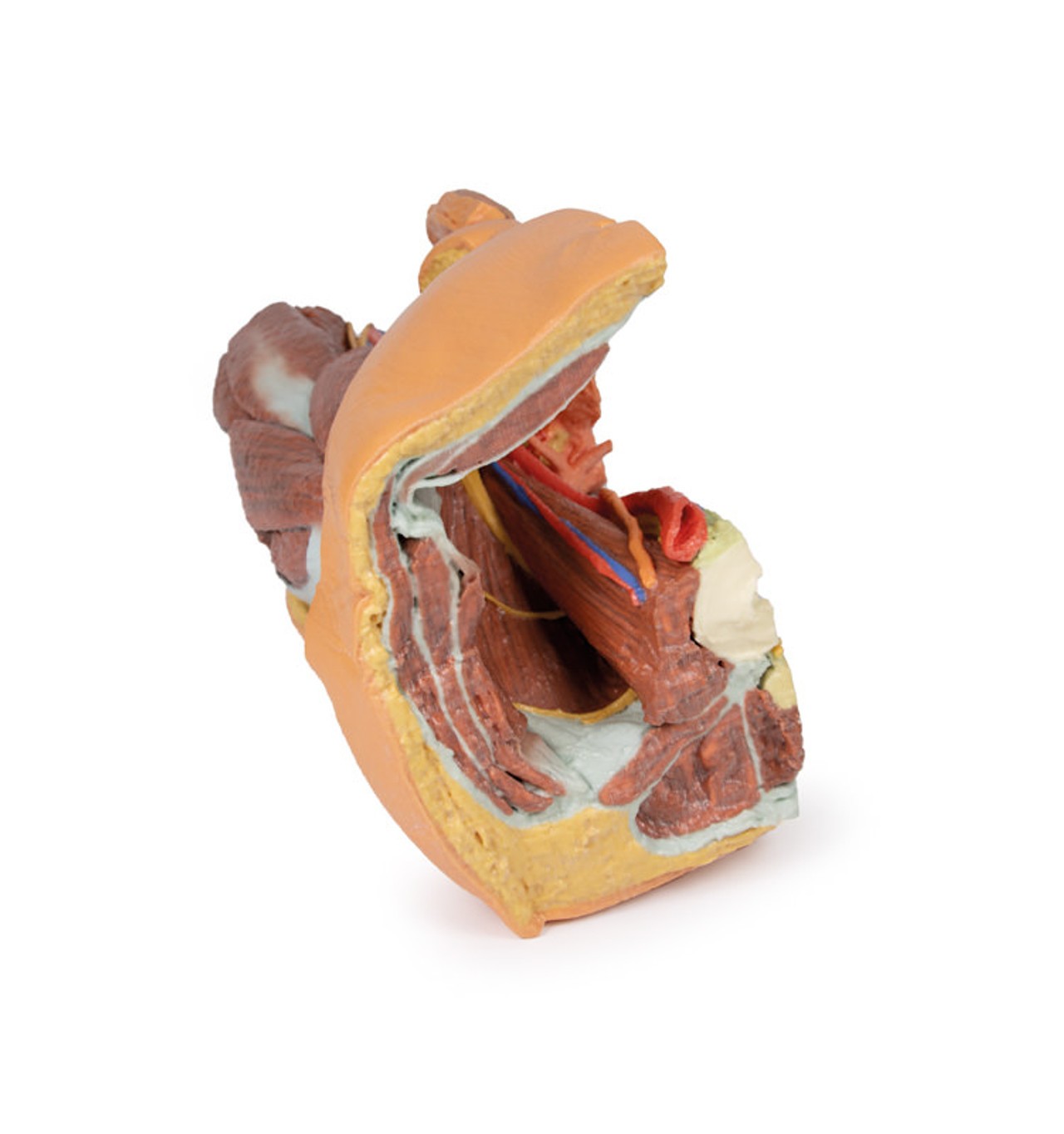 3D Printed Male Left Pelvis and Proximal Thigh