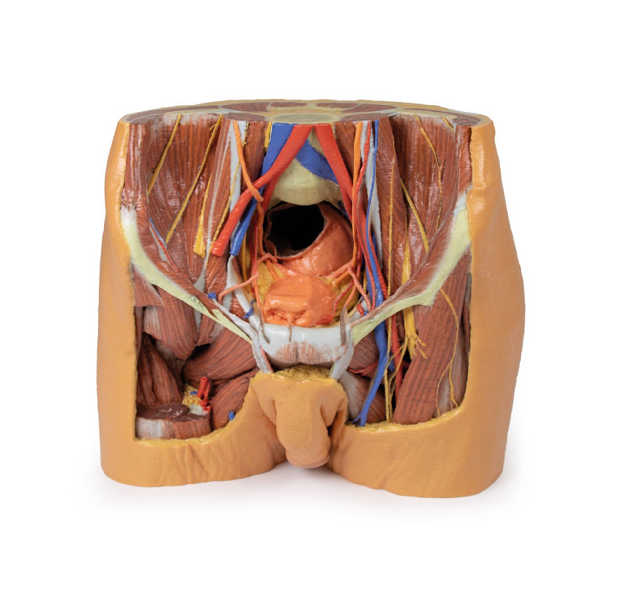 3D printed male pelvis. Full view. Exposed muslces, veins, arteries, nerves, tendons, and ligaments.