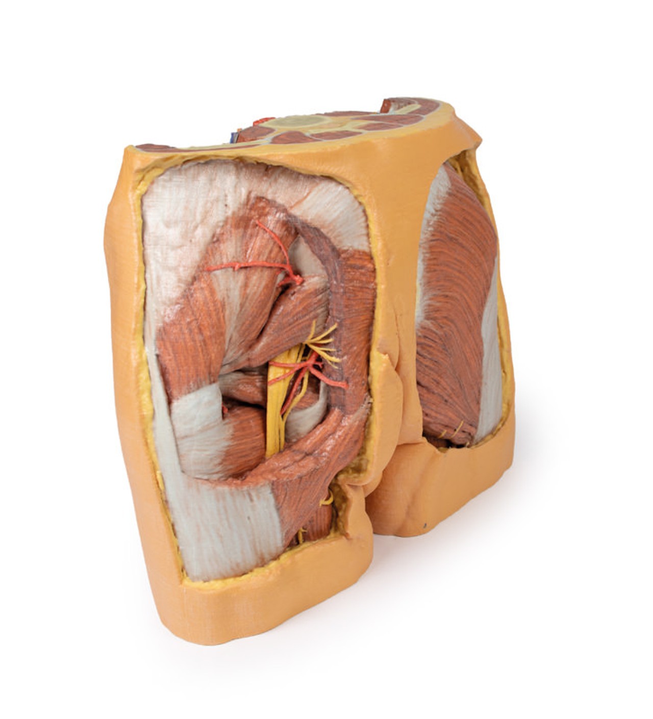 3D printed male pelvis. Full view. Exposed muslces, veins, arteries, nerves, tendons, and ligaments. Back angle.