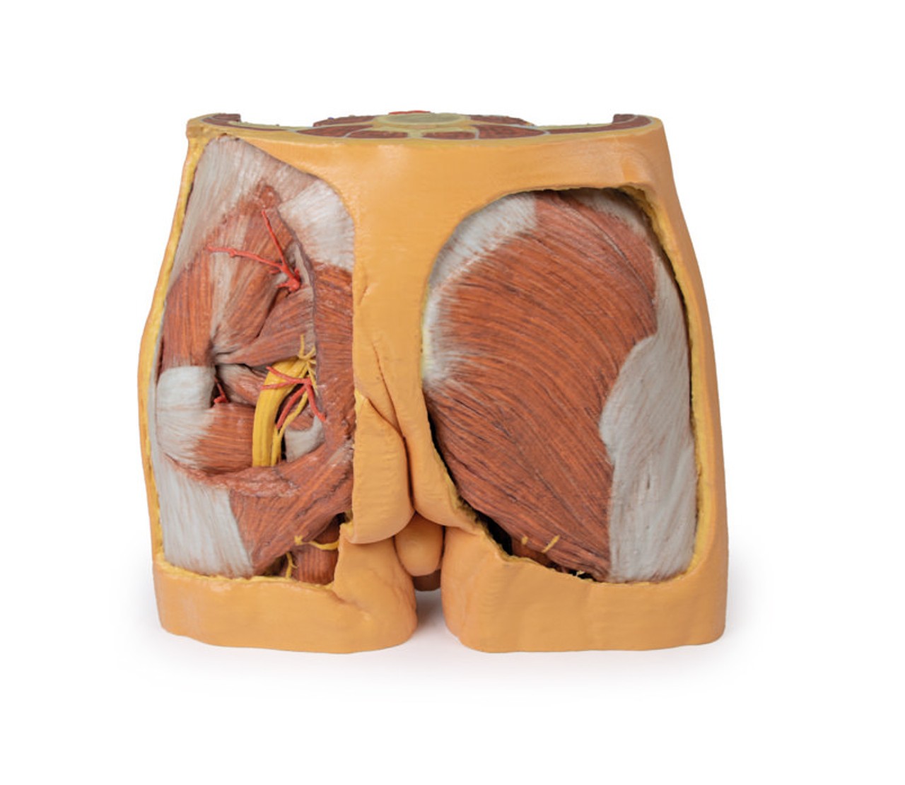 3D printed male pelvis. Full view. Exposed muslces, veins, arteries, nerves, tendons, and ligaments. Back angle.
