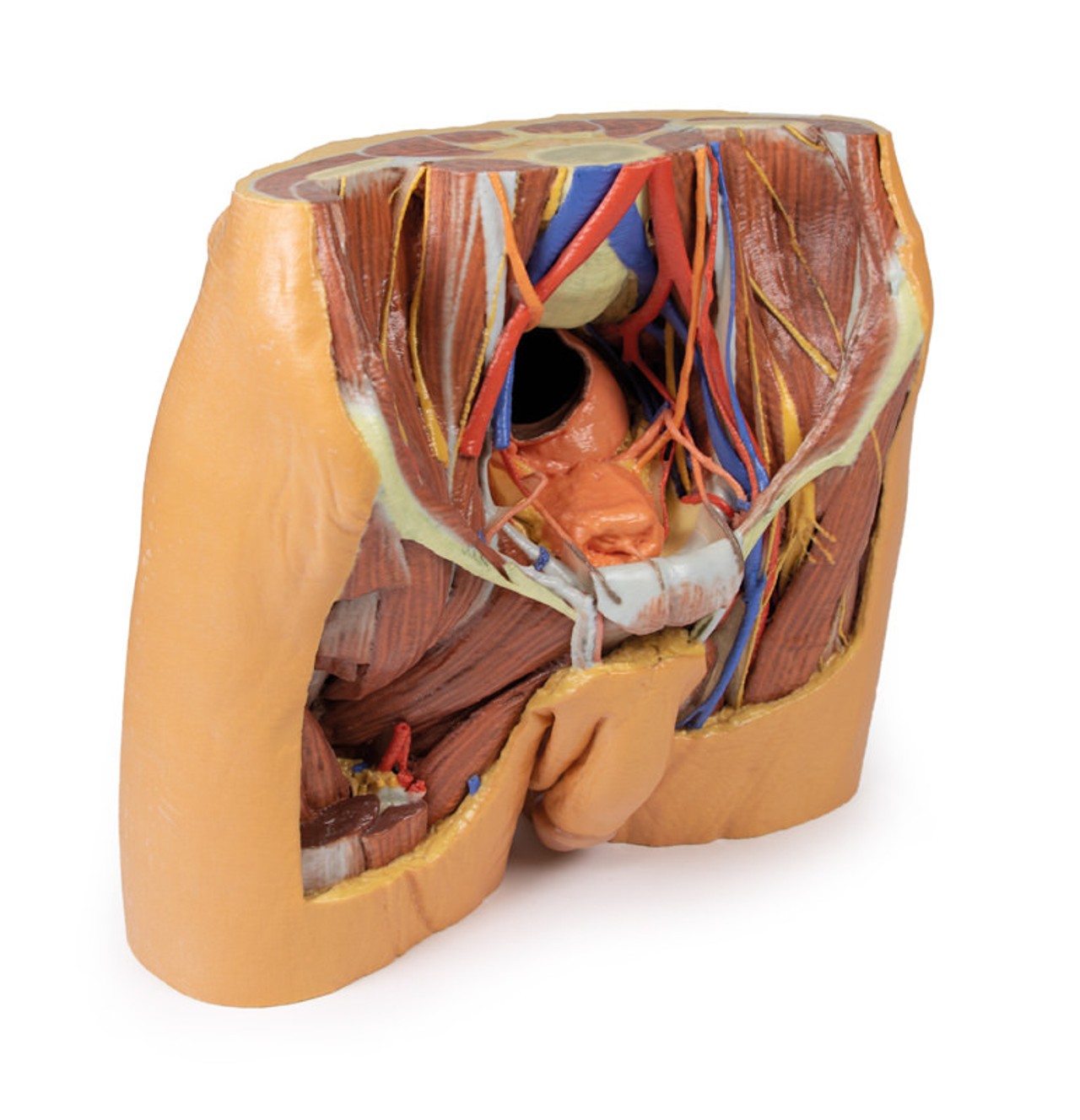 3D printed male pelvis. Full view. Exposed muslces, veins, arteries, nerves, tendons, and ligaments. Side angle.
