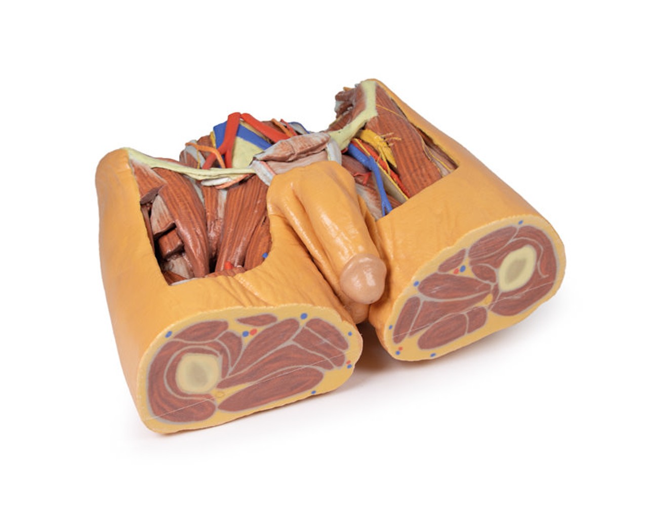 3D printed male pelvis. Full view. Exposed muslces, veins, arteries, nerves, tendons, and ligaments. Bottom angle.
